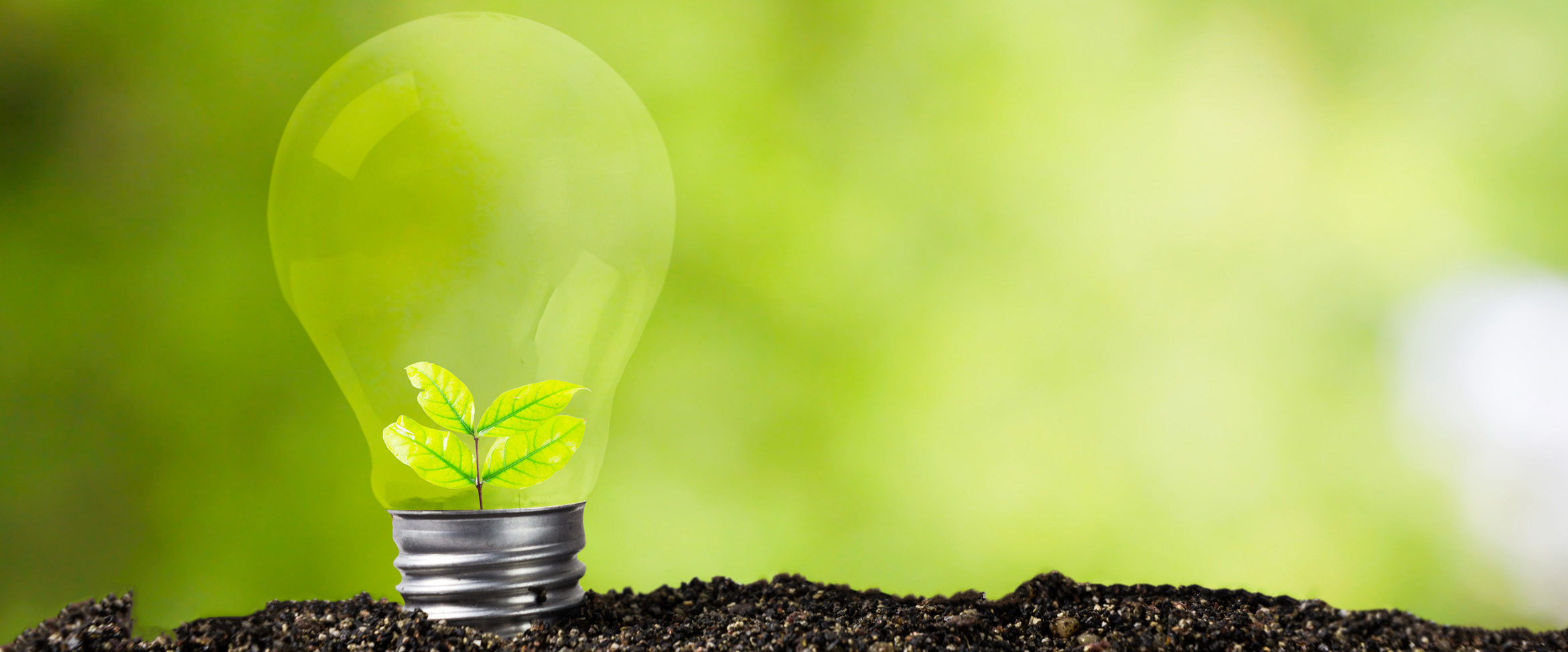 sustain lightbulb plant
