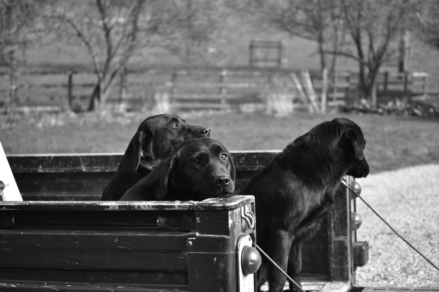 Craig Davis Photography