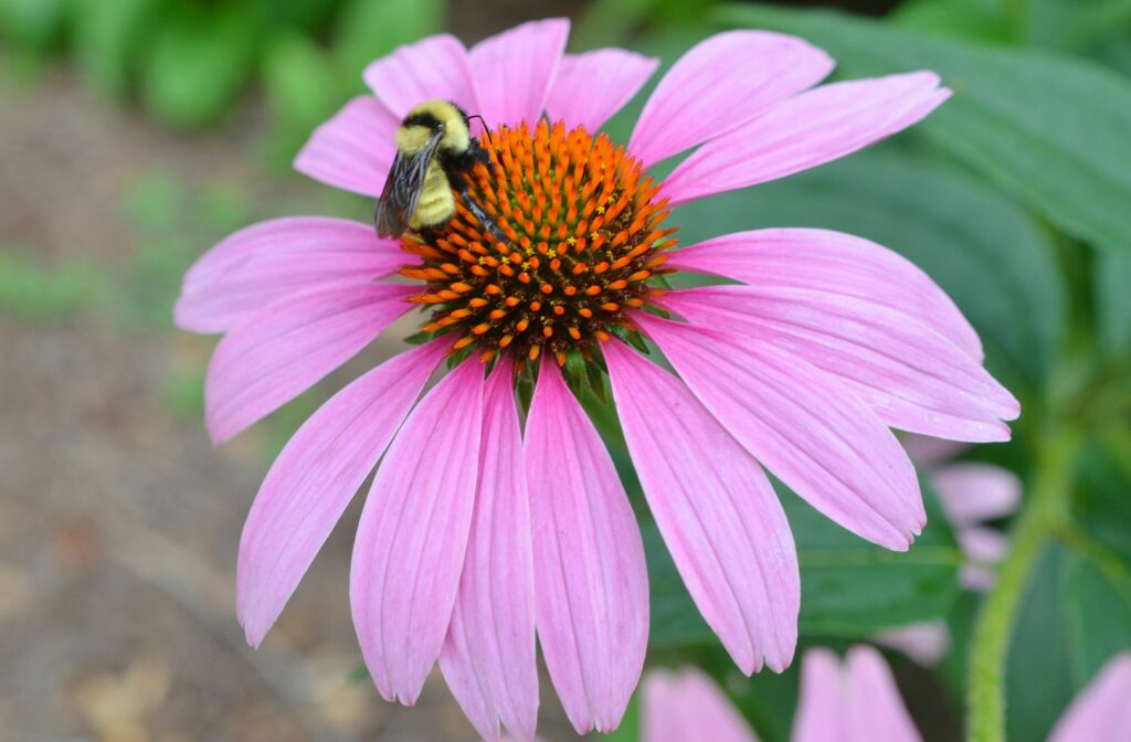 Coneflower